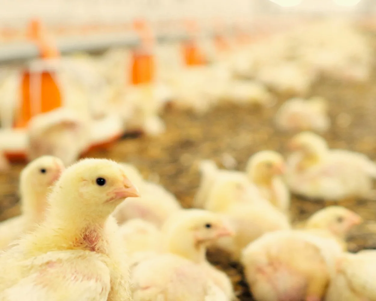 Poultry facility representing Biochar odour and moisture management applications