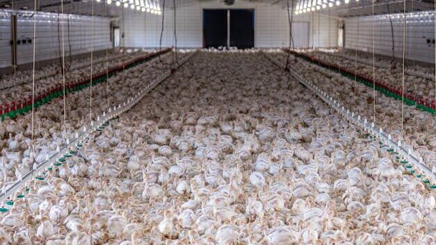 A large flock of chickens inside a modern poultry farm facility.